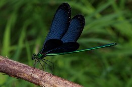 damselfly