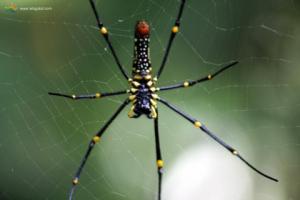 nephila pilipes